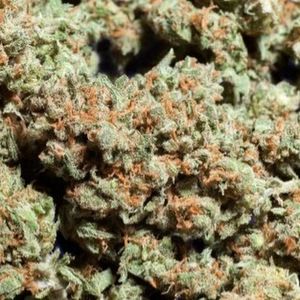 Meet your Posher, Bryson